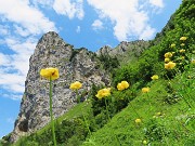 73 Trollius europaeus (Botton d'oro), sul sent. 219 alle pendici del torrione del Corno Branchino 